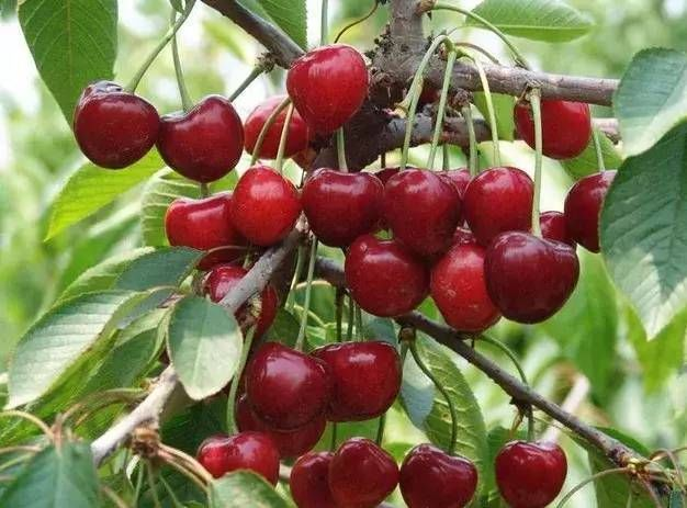 今年車?yán)遄拥膬r(jià)格和質(zhì)量受哪些因素影響?